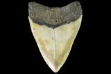 Fossil Megalodon Tooth - North Carolina #109541-2